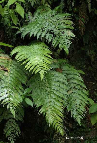 Cyathea grandifolia