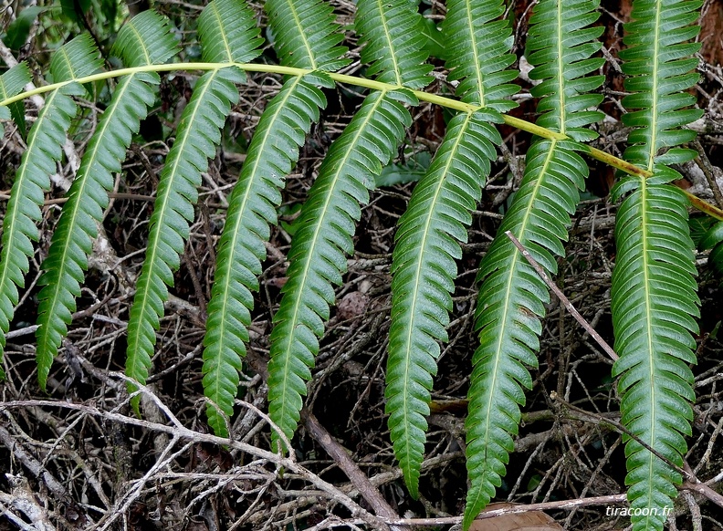 Cyathea grandifolia