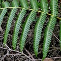 Cyathea grandifolia