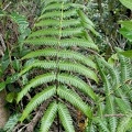 Cyathea grandifolia