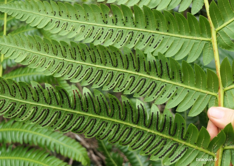 Cyathea grandifolia