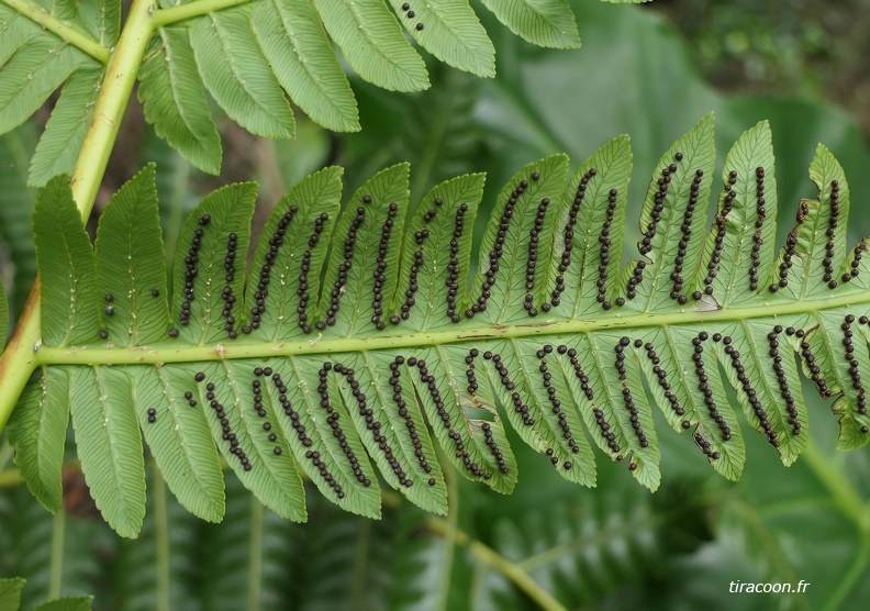 Cyathea grandifolia