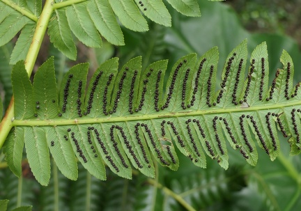 Cyathea grandifolia