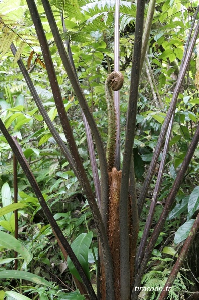 Cyathea aspera 