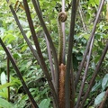 Cyathea aspera 