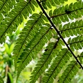 Cyathea aspera 