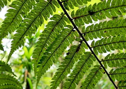 Cyathea aspera 