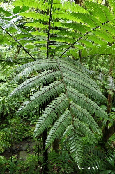 Cyathea aspera 