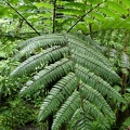 Cyathea aspera 