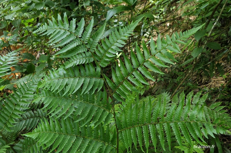 Cyathea pungens