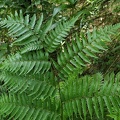 Cyathea pungens