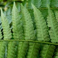 Cyathea pungens