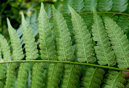 Cyathea pungens