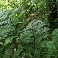 Cyathea pungens