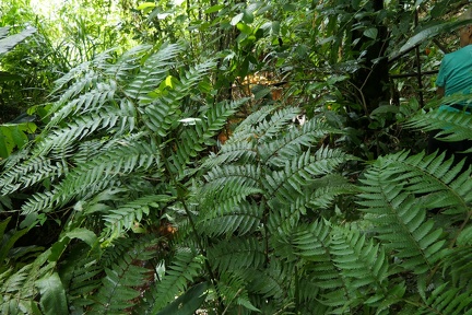 Cyathea pungens