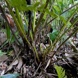 Cyatheaceae