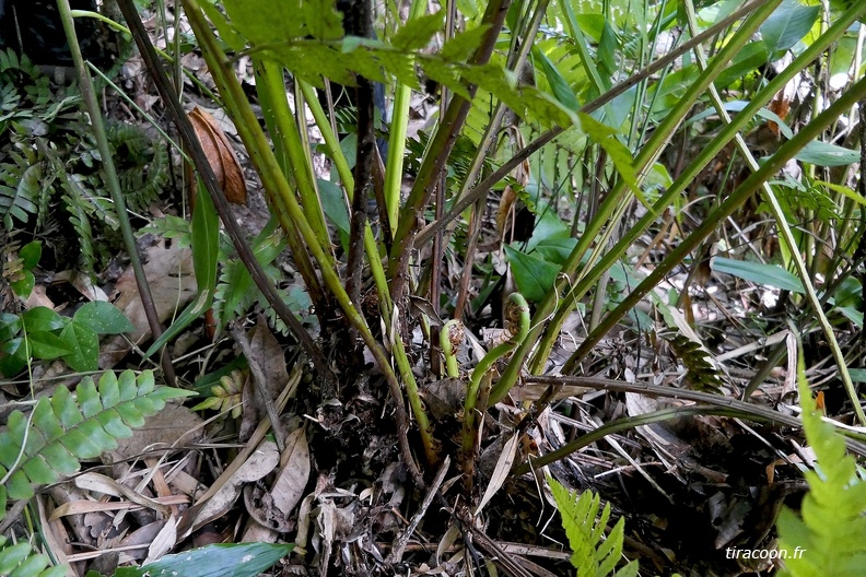 Cyathea pungens