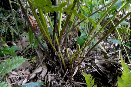 Cyathea pungens