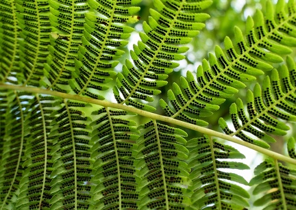 Cyathea arborea