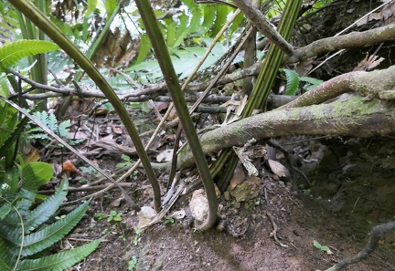 Dennstaedtia bipinnata