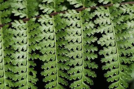 Dennstaedtia bipinnata