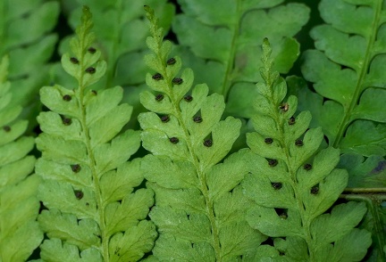 Dennstaedtia obtusifolia