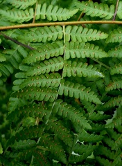 Hypolepis repens