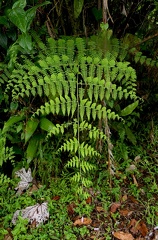 Hypolepis repens