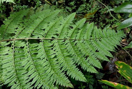 Dennstaedtia obtusifolia