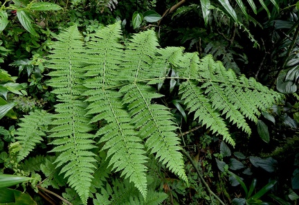 Dennstaedtia obtusifolia