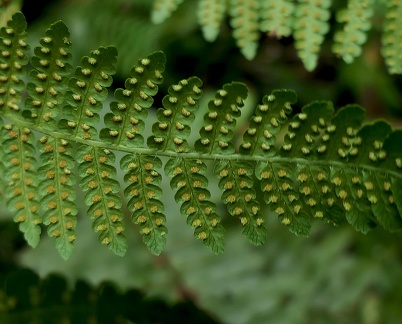 Hypolepis repens