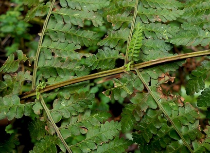 Dennstaedtia obtusifolia