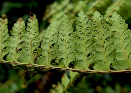 Dennstaedtia obtusifolia