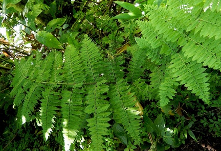 Dennstaedtia obtusifolia