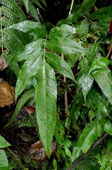 Mickelia nicotianifolia