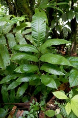 Mickelia nicotianifolia