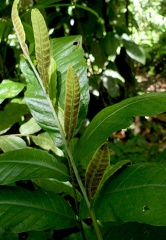 Mickelia nicotianifolia