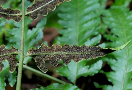 	Bolbitis portoricensis