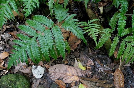 	Bolbitis portoricensis