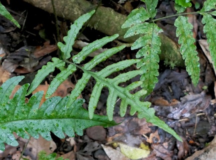 	Bolbitis portoricensis