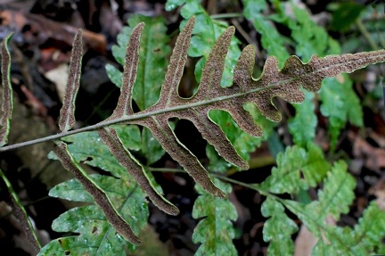 	Bolbitis portoricensis