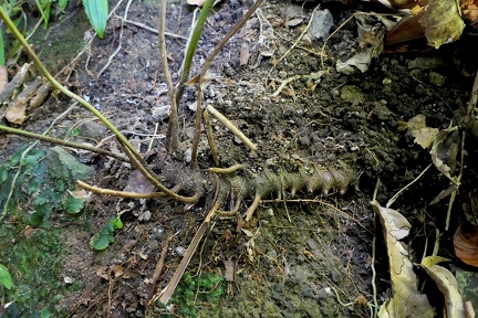 	Bolbitis portoricensis