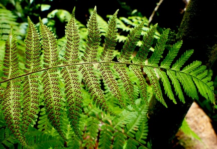 	Ctenitis excelsa