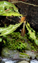 	Elaphoglossum herminieri