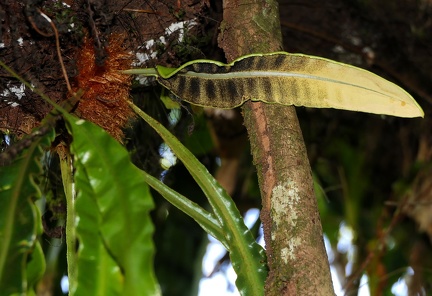 	Elaphoglossum herminieri