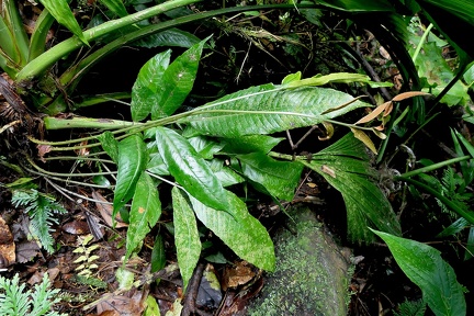 Mickelia nicotianifolia