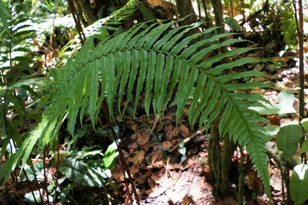 Stigmatopteris rotundata