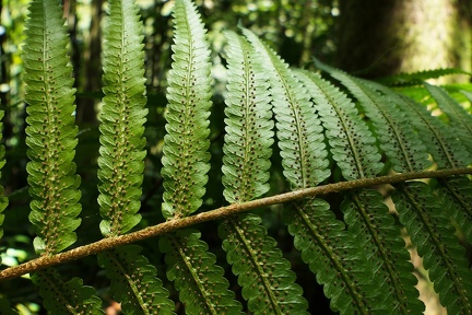 Stigmatopteris rotundata