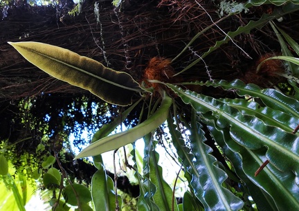 	Elaphoglossum herminieri