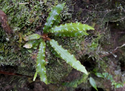 	Elaphoglossum plumieri